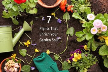 7 Plants That Enrich Your Garden Soil