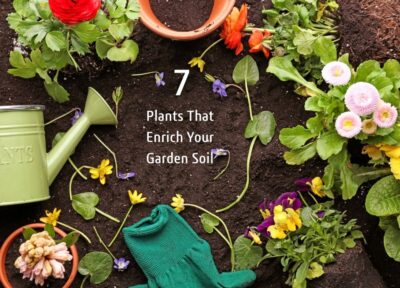 7 Plants That Enrich Your Garden Soil