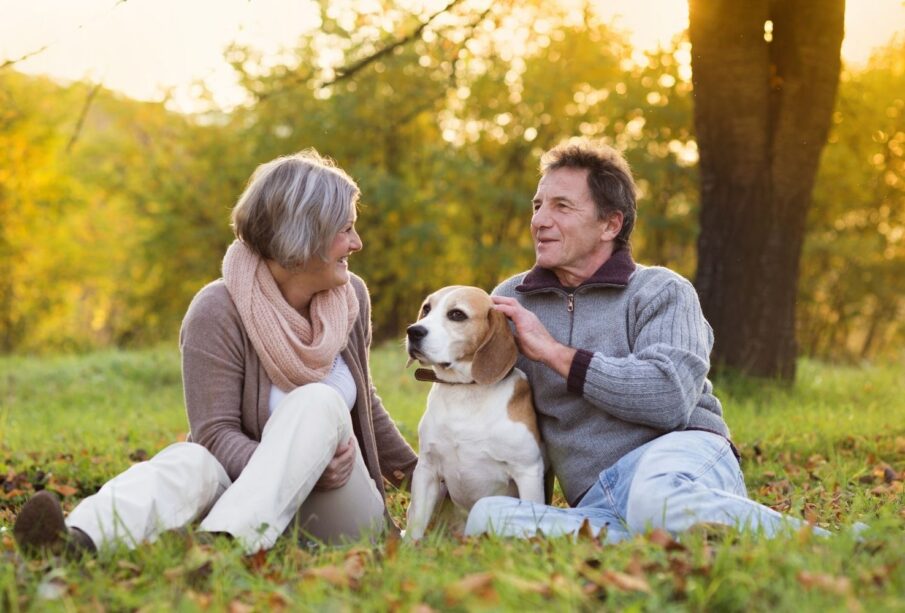 Benefits of CBD for Senior Dogs
