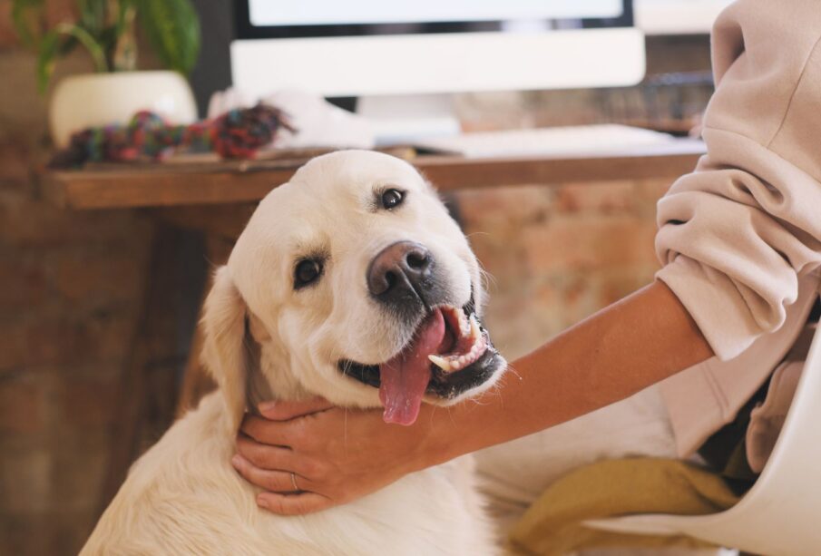 What should you consider before bringing home the pet of your choice?